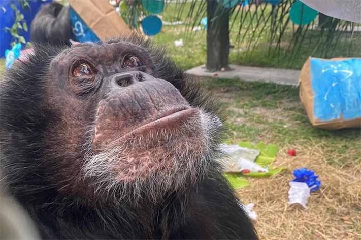 Bubbles, o chimpanzé do Michael Jackson 