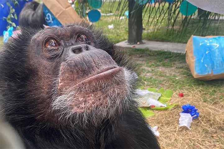 Sua presença constante em eventos, bastidores e aparições públicas reforçava o caráter singular do universo criado por Jackson, ao mesmo tempo em que alimentava o imaginário popular sobre sua vida pessoal. Para muitos fãs, Bubbles era um símbolo da sensibilidade e da busca do artista por afeto; para críticos, representava um exemplo dos excessos associados à fama.
