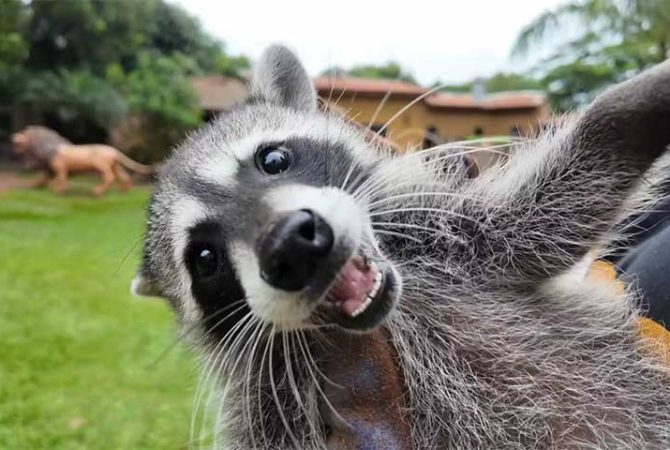 Zoológico de São Paulo registra primeiro filhote de guaxinim norte-americano do Brasil