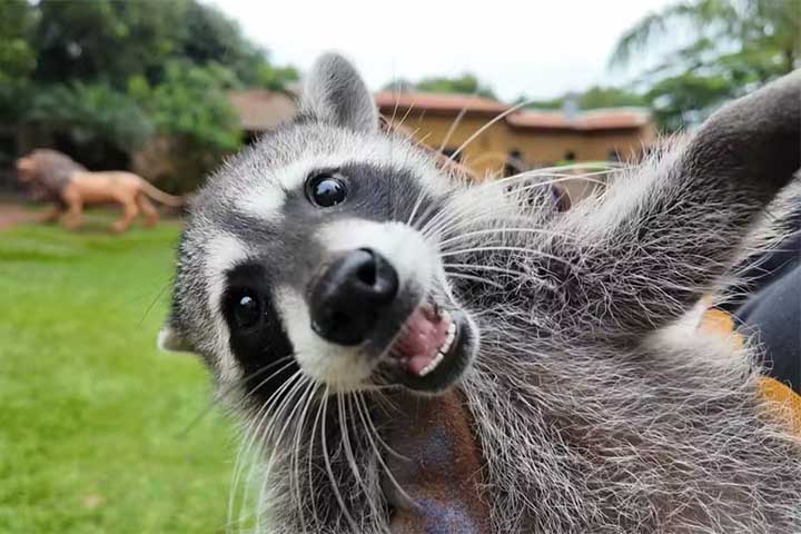 O Zoológico Sonho de Criança, que fica em Pitangueiras, São Paulo, registrou o nascimento inédito de um guaxinim-norte-americano da espécie Procyon lotor em cativeiro no Brasil. O filhote, agora com três meses, é descendente de um casal resgatado pelo Ibama em 2024, após serem encontrados em um navio de carga sob suspeita de tráfico internacional de animais. A gestação foi identificada apenas na fase final, e o nascimento foi acompanhado de perto pela equipe técnica do zoológico, que destacou a  -  (crédito:  Reprodução de vídeo EPTV)