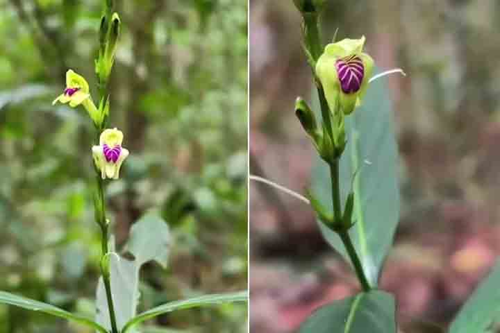 Pertencente à família Acanthaceae, um grupo botânico que reúne diversas plantas tropicais conhecidas por suas flores vistosas, a Justicia dasyclados se destaca por apresentar inflorescências em tons de violeta, que contrastam com o verde intenso da vegetação ao redor. Trata-se de uma espécie herbácea típica de ambientes de Mata Atlântica, onde encontra condições ideais de umidade, sombreamento e solo rico em matéria orgânica. Sua distribuição é extremamente restrita, o que contribui para sua rar