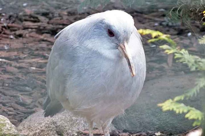 Curiosidades sobre o pássaro kagu