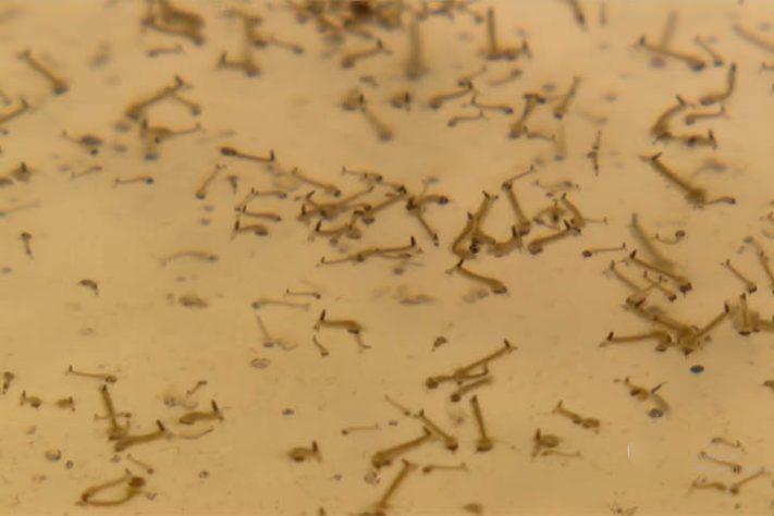 Infestação de mosquitos em casa