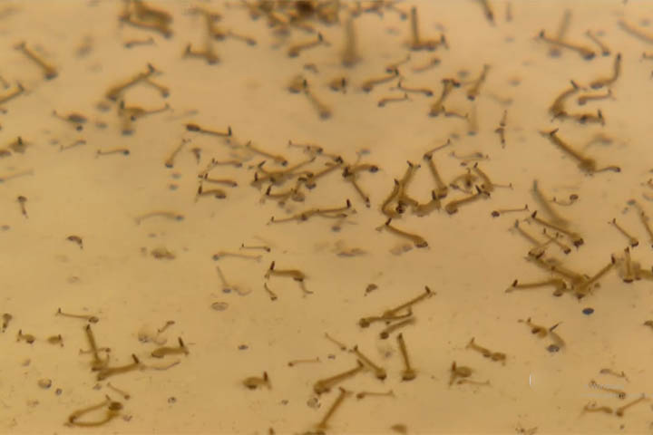 Nesse contexto, ganha importância o conceito de “microcriadouros”. Trata-se de pequenos acúmulos de água parada, muitas vezes com volume inferior a uma tampa de garrafa, capazes de abrigar ovos, larvas e pupas de mosquitos. 
