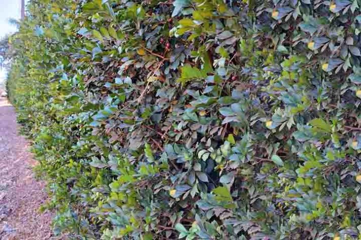 Murta é problema para áreas com plantação de frutas cítricas