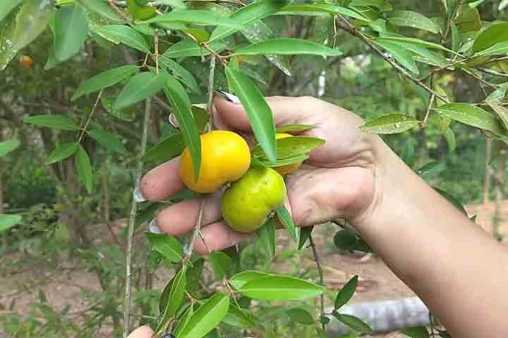 Uvaia, ubaia, uvalha, uvaieira ou uaieira (Eugenia pyriformis) fruta - Reprodução do Youtube Canal Vamos falar das flores
