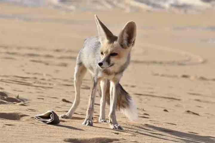 Apesar das condições áridas, o deserto abriga espécies adaptadas como as raposas e os pequenos roedores. Algumas aves migratórias também utilizam a região como ponto de descanso. A presença desses animais mostra a capacidade da vida de se adaptar a ambientes extremos, enquanto o equilíbrio ecológico revela a força da sobrevivência em ambientes hostis.