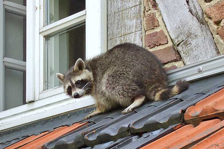 Na verdade, estudos comprovaram que esse ato aumenta a sensibilidade tátil das patas, o que permite ao animal identificar melhor a textura e o tamanho da comida antes da ingestão. Toda essa inteligência contribui para sua reputação de animal curioso e oportunista.