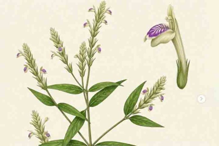 Planta Justicia dasyclados