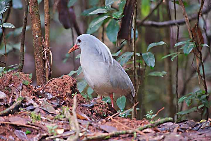 Seu habitat natural são as florestas úmidas da Nova Caledônia, onde ocupa o estrato mais baixo da vegetação. Nesse ambiente, alimenta-se principalmente de pequenos invertebrados, como insetos, minhocas, larvas e caracóis, desempenhando um papel importante no equilíbrio ecológico ao controlar populações desses organismos.
