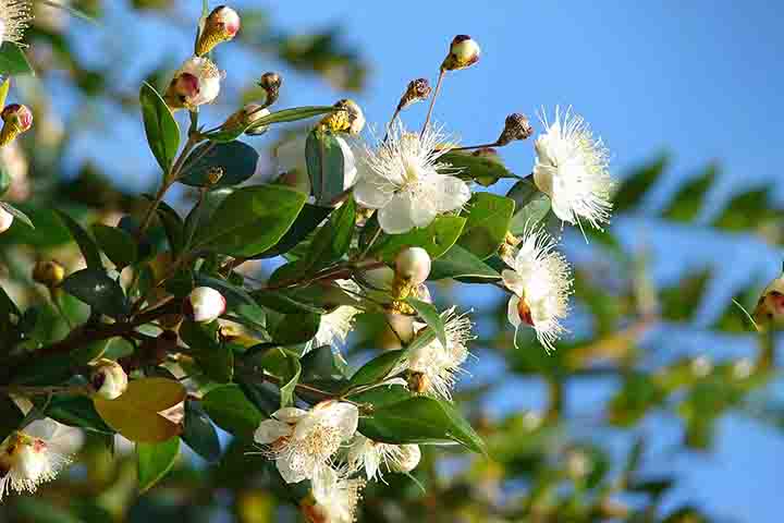 Outro fator que agrava a situação é a dificuldade de controle em ambientes urbanos. Diferentemente dos pomares, onde há monitoramento constante, as plantas ornamentais em jardins residenciais raramente recebem inspeção técnica. Assim, mesmo quando os produtores adotam medidas rigorosas em suas lavouras, a presença de murta nas redondezas pode comprometer todo o esforço, permitindo que o inseto continue circulando e reinfectando áreas produtivas.

