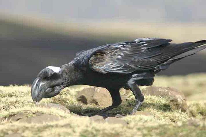 Corvo de bico grosso, Corvus crassirostris - Parque Nacional do Simien, Etiópia - Reprodução do Flickr Leonard A. Floyd
