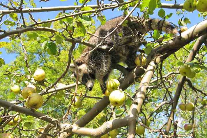 Guaxinim, guaxinim norte-americano,(Procyon lotor) animal - Carsten Volkwein/Wikimédia Commons