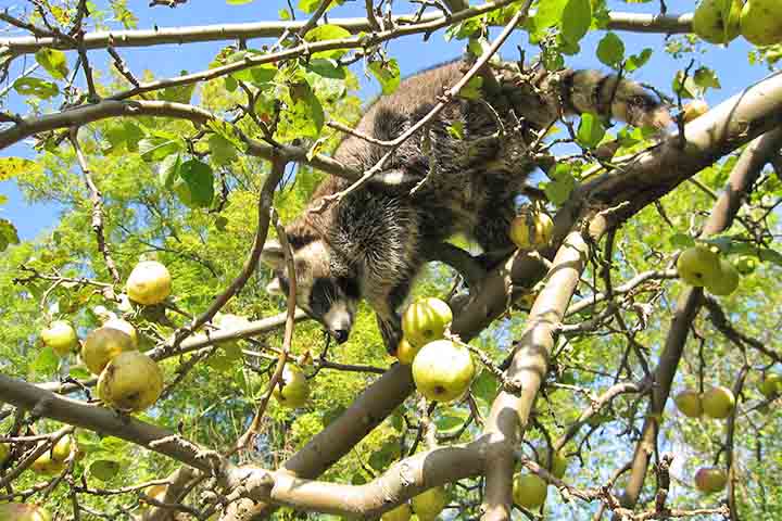 Os guaxinins apresentam uma grande capacidade de adaptação e consegue viver tanto em florestas quanto em áreas urbanas, parques e regiões próximas a rios e lagos. Sua alimentação inclui frutas, insetos, ovos, pequenos vertebrados, sementes e restos de comida encontrados em ambientes urbanos.