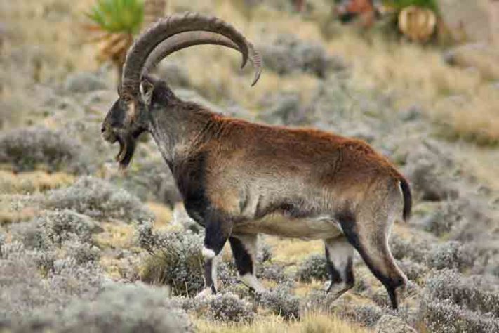 Walia ibex - Parque Nacional do Simien, Etiópia - Reprodução do Flickr Leonard A. Floyd