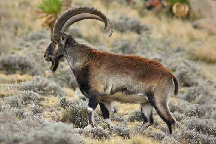 Outro símbolo importante da fauna local é o Walia ibex, uma cabra selvagem ameaçada de extinção que desafia a gravidade em paredões rochosos de difícil acesso. O parque também abriga populações do raro lobo etíope, considerado o canídeo mais ameaçado do continente africano.