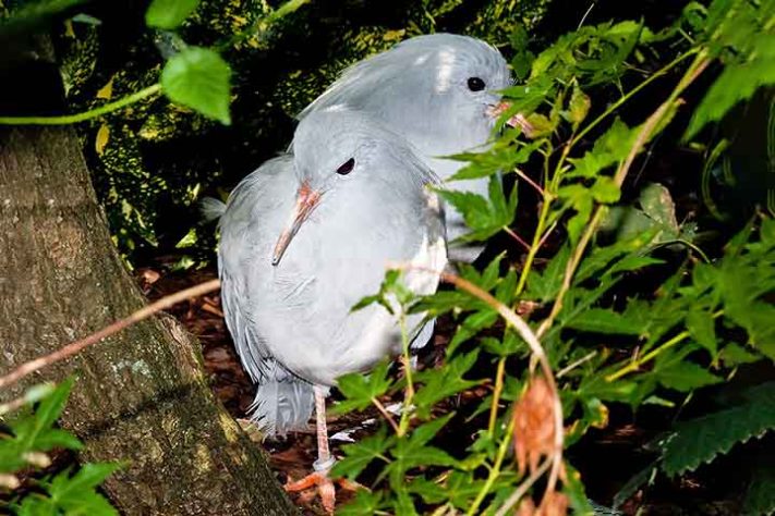 Curiosidades sobre o pássaro kagu
