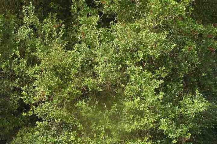 Murta é problema para áreas com plantação de frutas cítricas