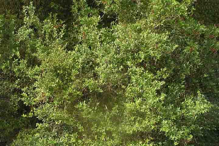 Nesse contexto, a murta desempenha um papel estratégico na disseminação do problema. Por ser uma planta frequentemente utilizada como cerca viva ou elemento decorativo, ela acaba funcionando como um “reservatório” tanto do inseto vetor quanto da bactéria. Isso ocorre porque o inseto se reproduz com facilidade na murta, mesmo fora dos pomares comerciais, criando focos permanentes de contaminação próximos às áreas de cultivo.