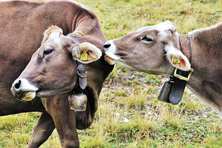 Outro elemento associado é o sino de gado, preso ao pescoço dos animais. O som contínuo ajuda o criador a localizar o rebanho.