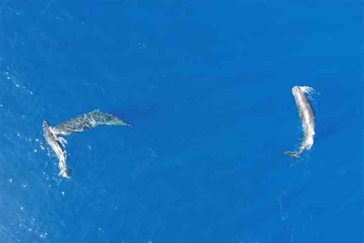 Baleias-cachalote