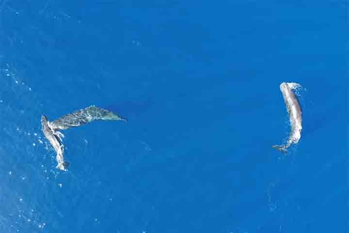 Segundo os autores, ainda não há respostas definitivas sobre o motivo dessas investidas. A expectativa é que o avanço no uso de drones em pesquisas marinhas permita ampliar a observação desse tipo de interação, além de revelar comportamentos que permanecem desconhecidos por ocorrerem longe da superfície.
