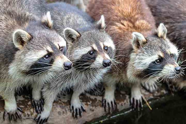 Guaxinim, guaxinim norte-americano,(Procyon lotor) animal - Imagem de Herbert Aust por Pixabay