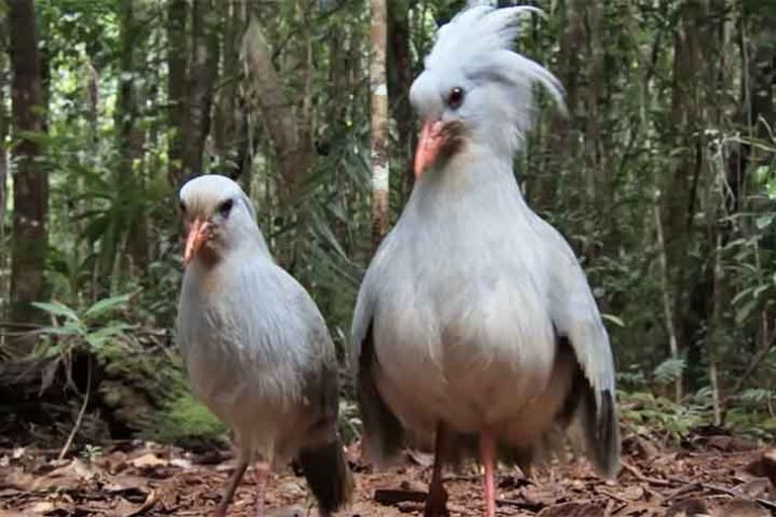 Curiosidades sobre o pássaro kagu