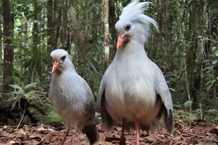 Durante o período reprodutivo, o comportamento do kagu torna-se ainda mais interessante. A espécie forma pares duradouros, que defendem juntos um território específico. O casal geralmente constrói um ninho simples no solo, onde é posto apenas um ovo por vez. Esse fator contribui para a baixa taxa de reprodução e aumenta a vulnerabilidade da espécie. Ambos os pais participam do cuidado com o filhote, revezando-se na incubação e na proteção.
