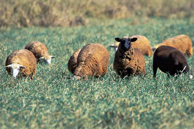 Ovelhas de diferentes raças produzem lãs com características distintas. Algumas são mais finas e macias, ideais para roupas delicadas; outras mais grossas, perfeitas para tapetes e mantas.