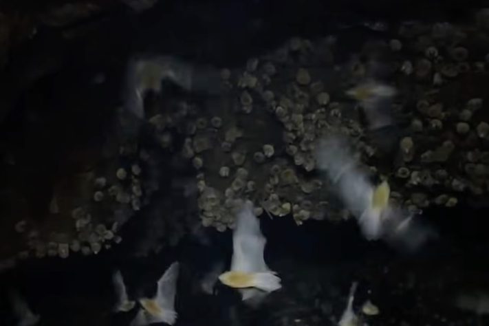 Caverna encontrada em Alagoas com mais de 21 mil morcegos - Reprodução/TV Gazeta de Alagoas