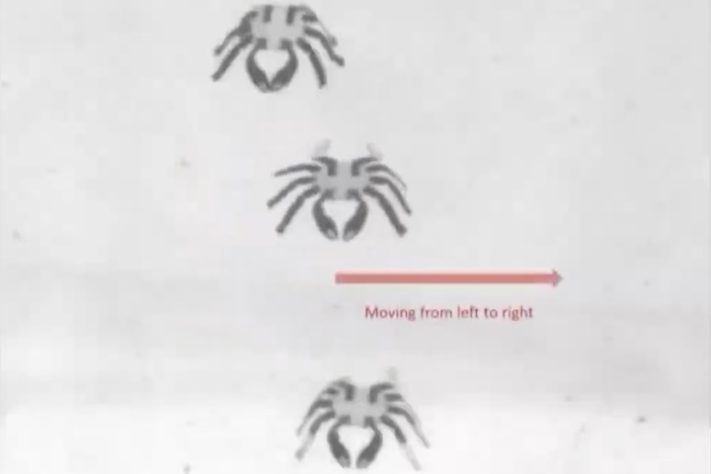 Cientistas desenvolvem o menor robô ambulante controlado remotamente - Reprodução