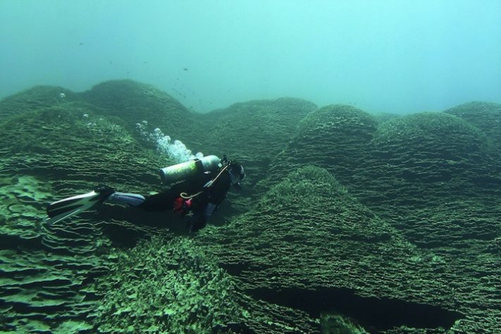 Coral gigante de 1.347 metros quadrados pode ter mais de 2 mil anos - Divulgação/NOAA Fisheries