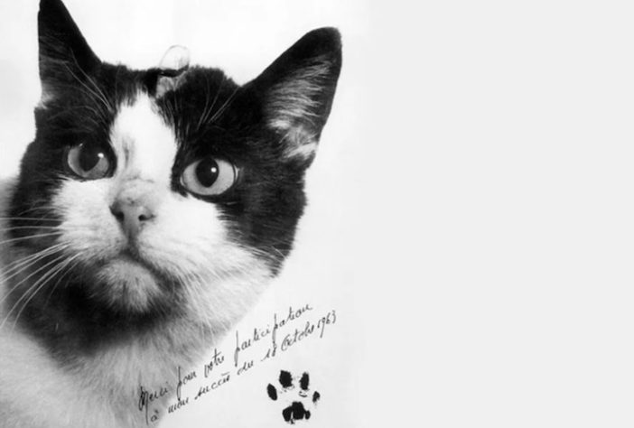 Em 18 de outubro 1963, a França enviou ao espaço uma gata de rua chamada Félicette - Divulgação/Cerma