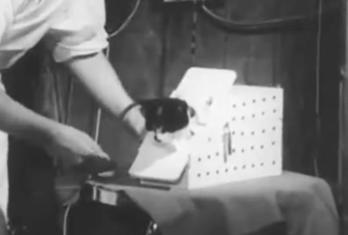 Em 18 de outubro 1963, a França enviou ao espaço uma gata de rua chamada Félicette - Reprodução
