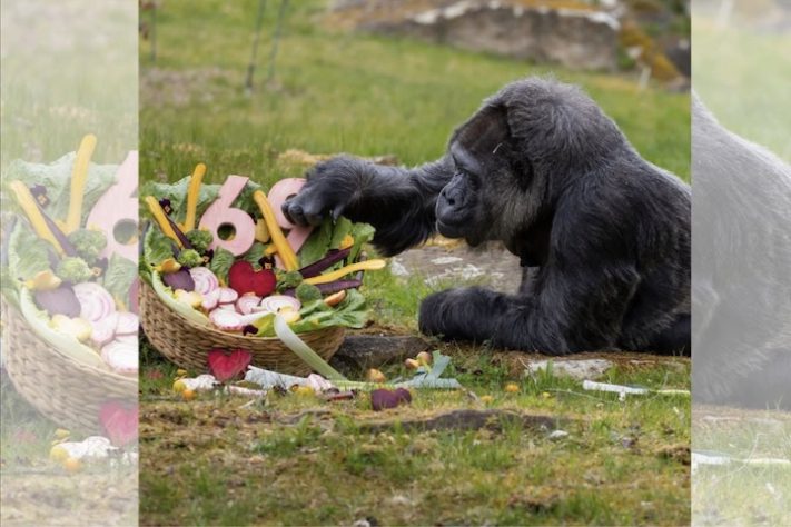 Gorila Fatou mais velha do mundo completa 69 anos - Reprodução @zooberlin