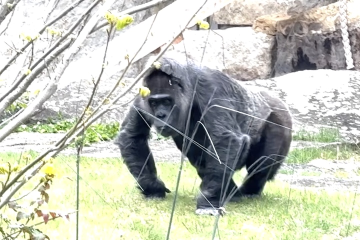 Hoje, Fatou vive em um espaço separado dentro da casa dos símios, com atenção constante de uma equipe dedicada de especialistas que ajustam diariamente seus cuidados. Sua dieta passou a incluir pequenas porções distribuídas ao longo do dia para estimular sua mente e evitar a obesidade, adaptando cada detalhe às suas necessidades geriátricas.