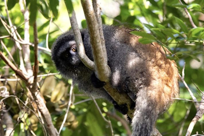 Guigó-de-tiara-preta Primata (Callicebus melanochir) - Pierossi/iNaturalist/Creative Commons