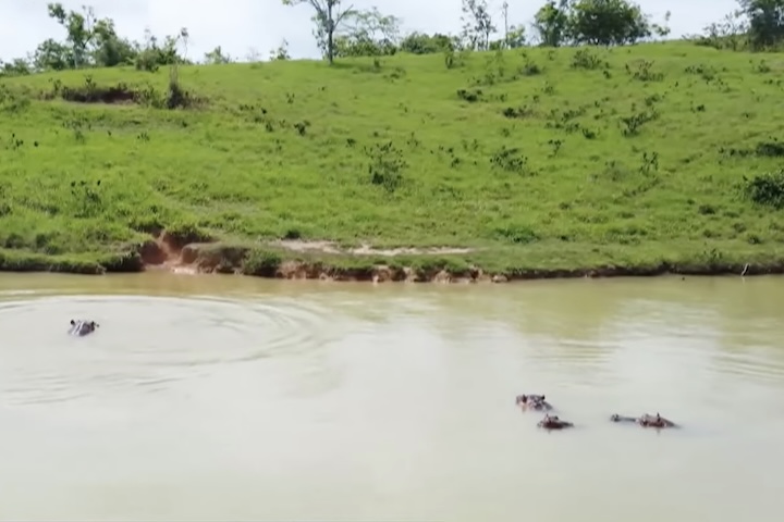 Hoje em dia existem cerca de 200 exemplares espalhados pela região classificados como espécie invasora por interferirem no equilíbrio ecológico local, segundo informações do Ministério do Meio Ambiente da Colômbia.