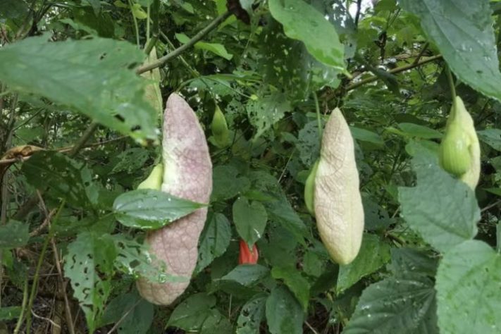 Plantas de aparência exótica do Brasil, Papo-de-Peru (Aristolochia gigantea) — iNaturalist/alessandradalia