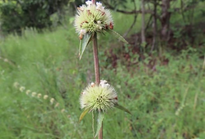 Planta desaparecida há mais de 70 anos é redescoberta no Cerrado goiano - Reprodução/Isa Lucia de Morais