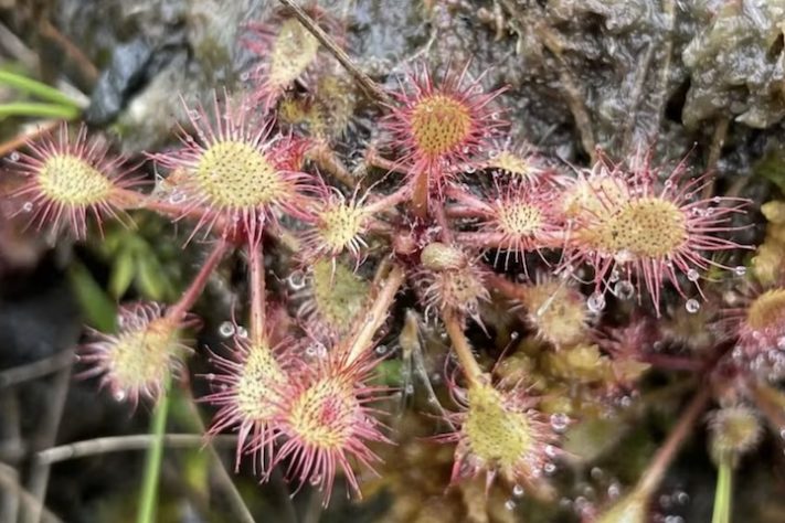 Plantas de aparência exótica do Brasil (Drosera communis) - iNaturalist/nabelima