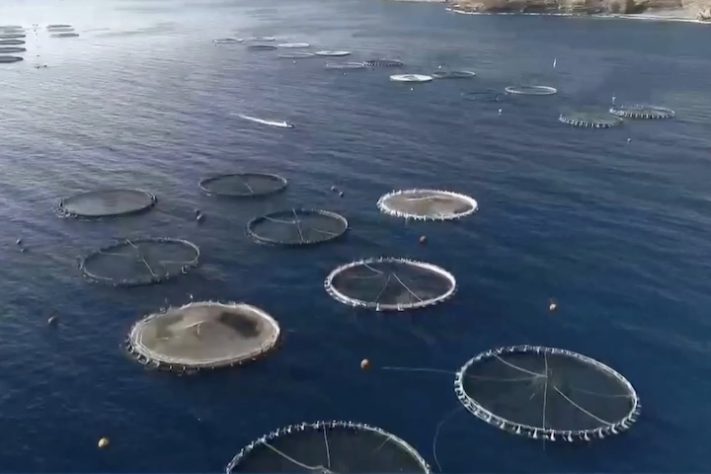 Primeira fazenda de polvos do mundo gera críticas de cientistas e ativistas - Reprodução/NBC News