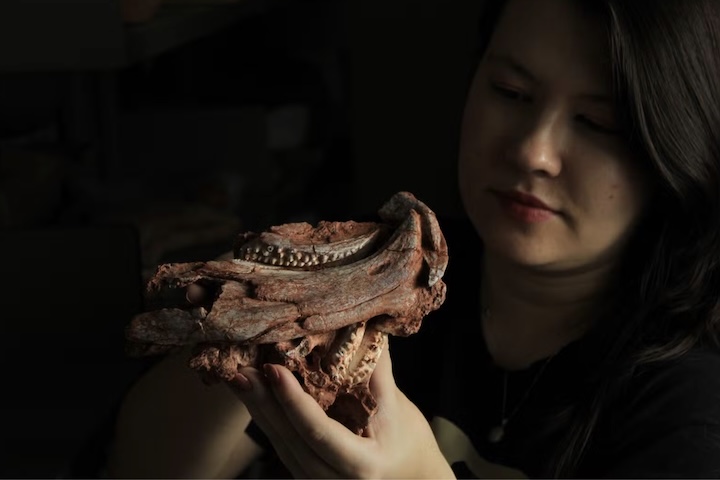 Com essa descoberta, o número de rincossauros conhecidos do período Triássico no Brasil passou a seis espécies. O exemplar foi encontrado em camadas rochosas que já haviam revelado outras três espécies do mesmo grupo, o que indica que esses répteis alcançaram grande diversidade exatamente na época em que os primeiros dinossauros começaram a surgir.