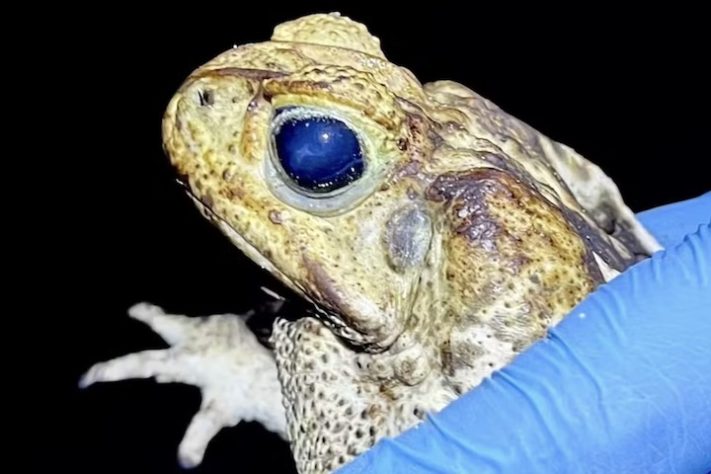 Sapo-cururu pode afetar o meio ambiente de Noronha - Felipe Toledo/Acevo pessoal