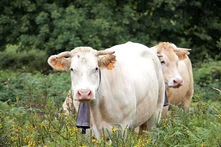 Embora não seja um instrumento de sopro, o sino cumpre papel comunicativo. Ele integra a paisagem sonora das fazendas.