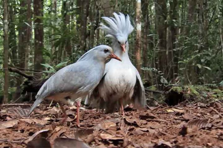 Curiosidades sobre o pássaro kagu