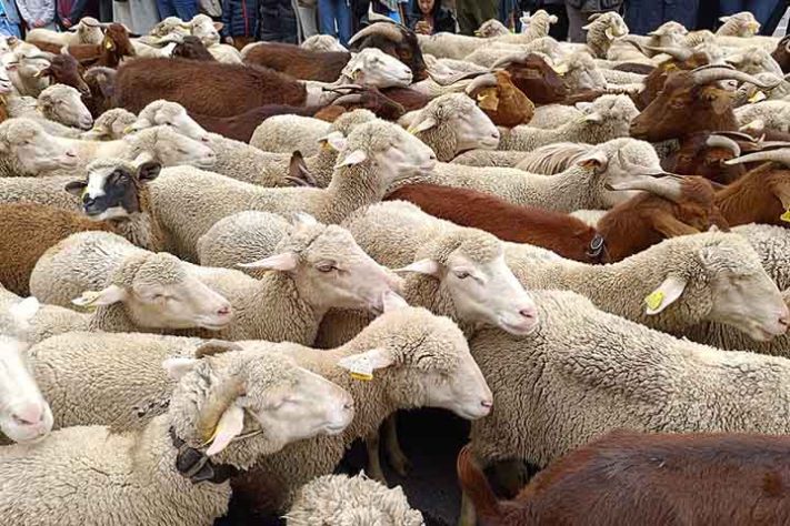 lã merino: usada em roupas de alto padrão