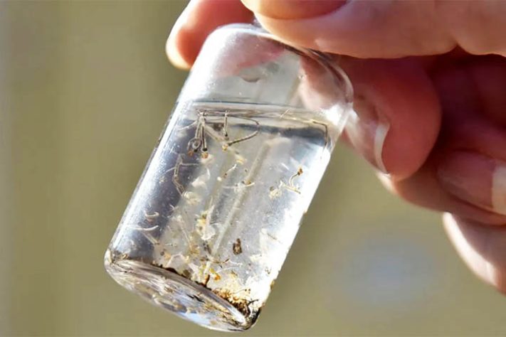 Infestação de mosquitos em casa