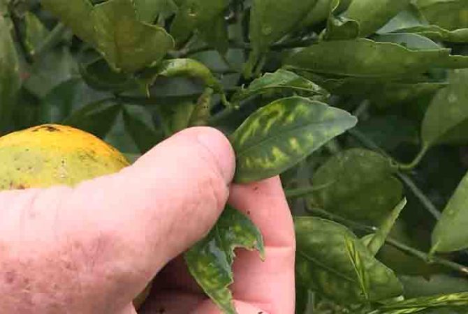 Saiba por que a murta ameaça as plantações de frutas cítricas